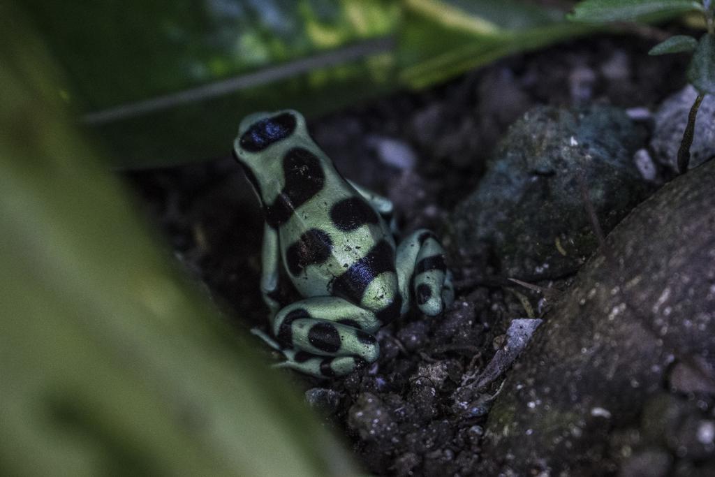 Atlantida Lodge カウイータ エクステリア 写真